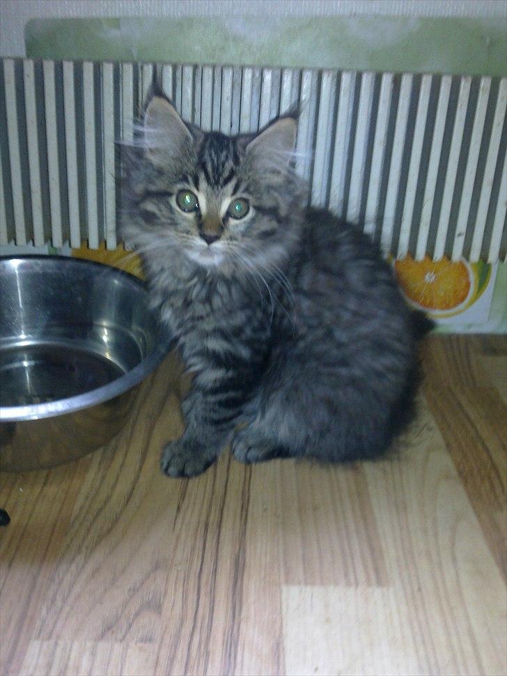 Blanding af racer sofia - sofia som ca 10 uger gammel billede 12