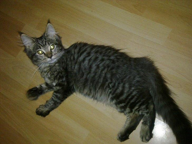 Blanding af racer sofia - sofia som ca 4 månder gammel billede 13