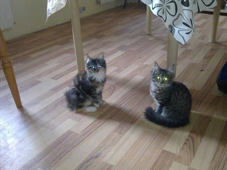 Blanding af racer sofia - sofia sammen med en af hendes hald søster ca 12 uger gammel billede 14