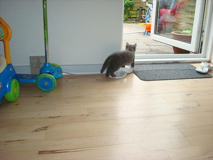 Huskat Abby billede 2