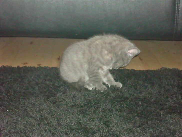 Huskat Abby billede 5