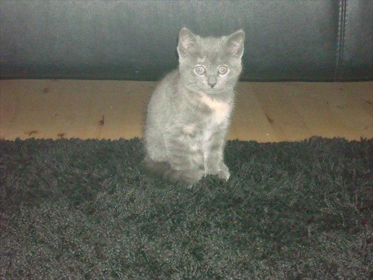 Huskat Abby billede 6