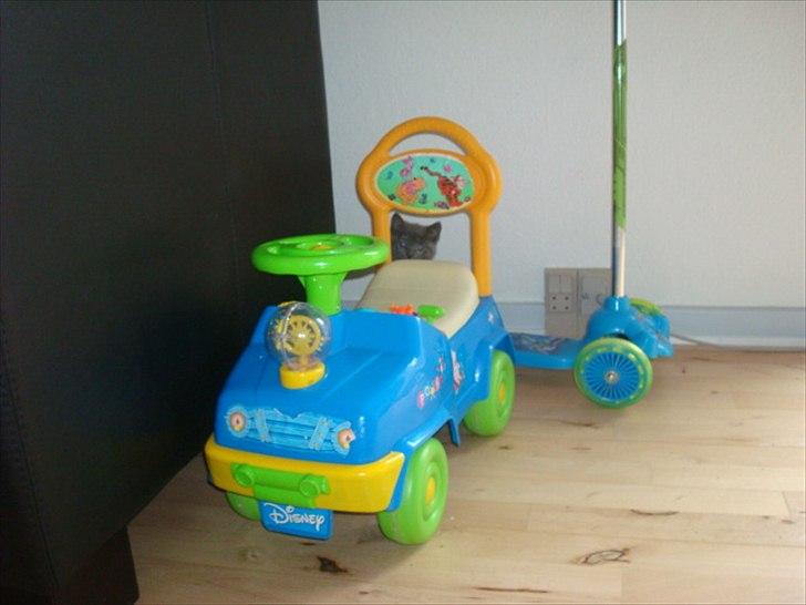 Huskat Abby billede 7