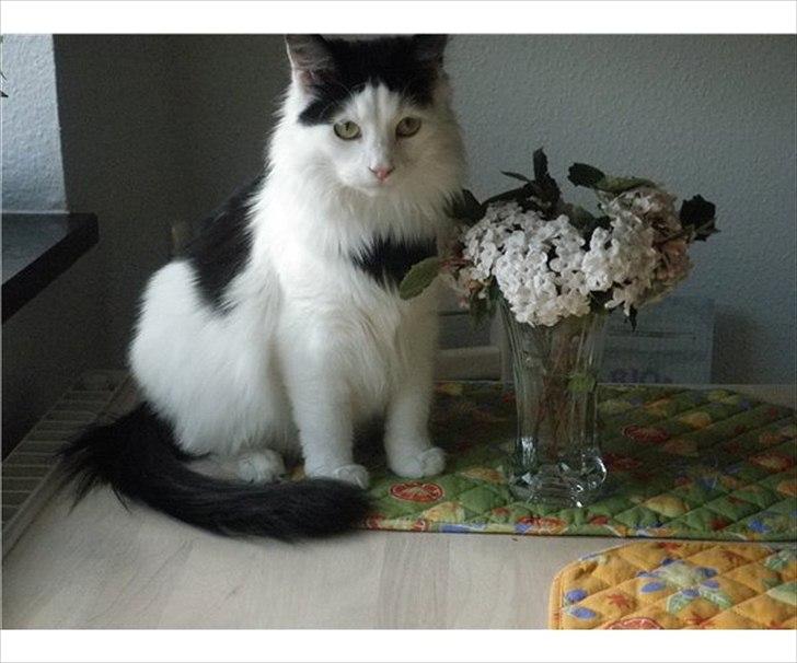 Blanding af racer Artemis billede 1