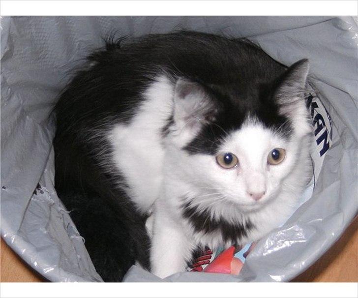 Blanding af racer Artemis billede 2