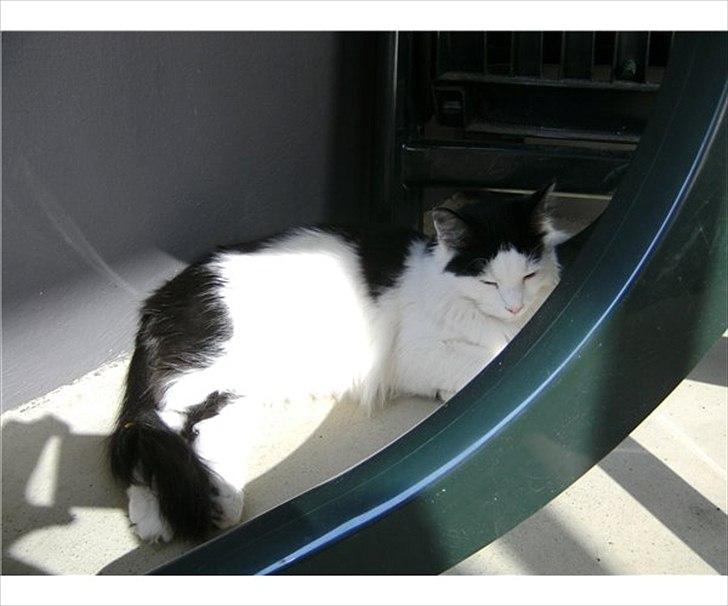 Blanding af racer Artemis billede 3