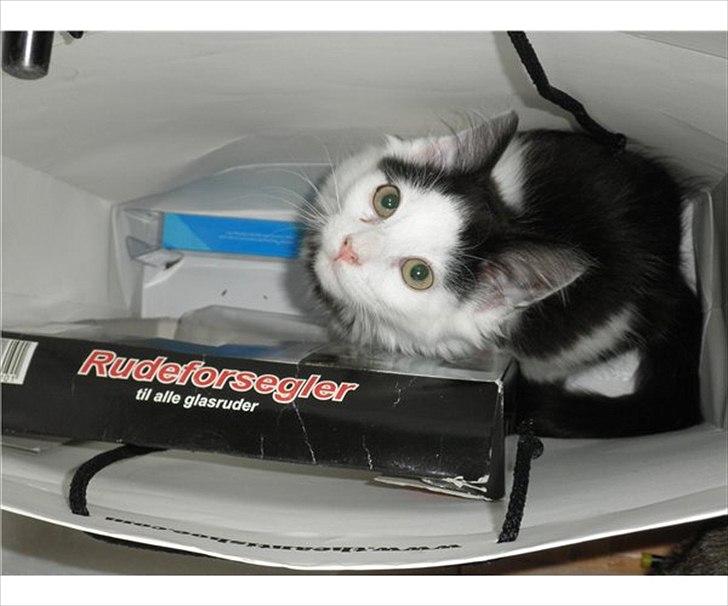 Blanding af racer Artemis billede 4