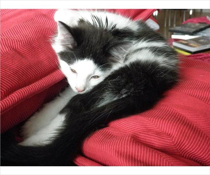 Blanding af racer Artemis billede 5