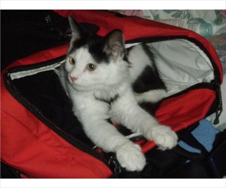 Blanding af racer Artemis billede 6