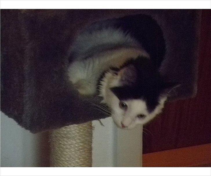 Blanding af racer Artemis billede 7