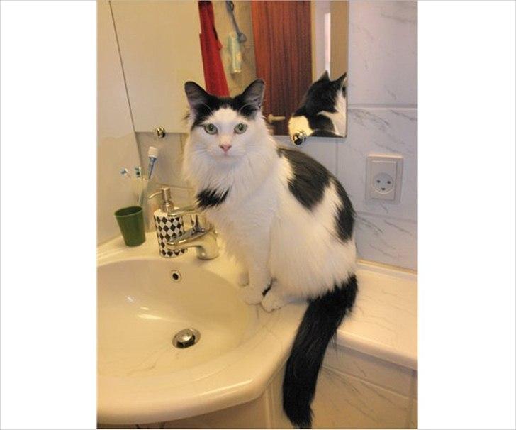 Blanding af racer Artemis billede 8