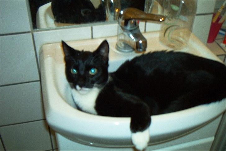 Huskat Duncan - Der er dejlig køligt i vasken billede 1