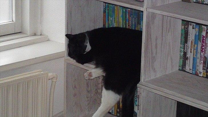 Huskat Duncan billede 2