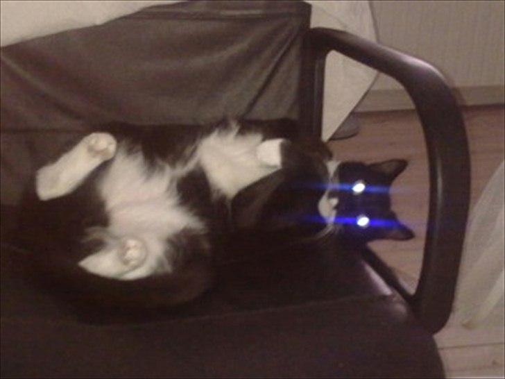 Huskat Duncan billede 3