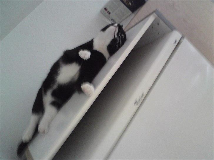 Huskat Duncan - Ligger ovenpå køleskabet billede 4