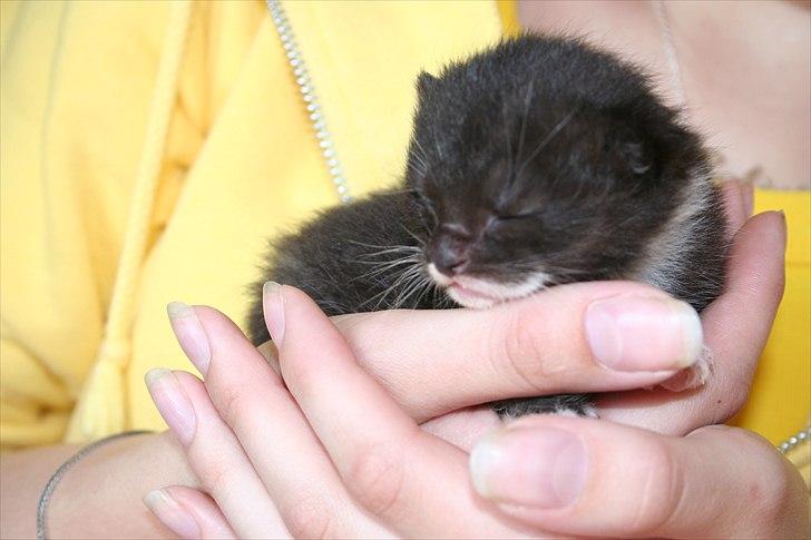 Huskat Duncan - Så sød var han da han var killing billede 5