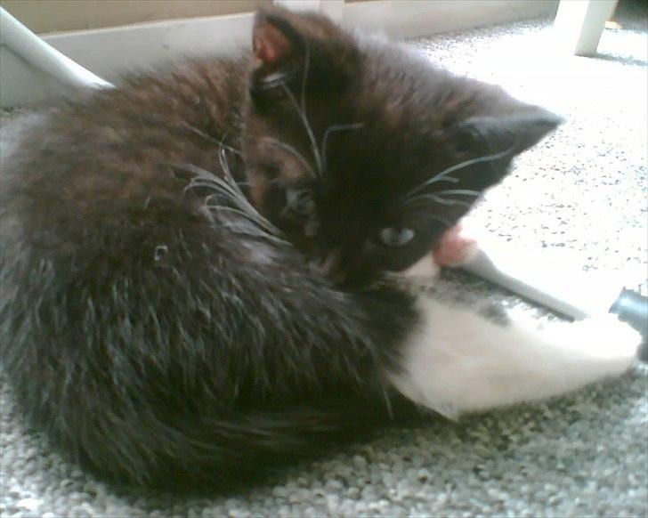 Huskat Duncan - Nusser billede 6