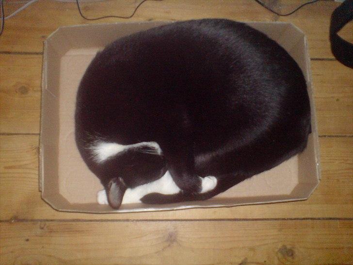 Huskat Duncan billede 7