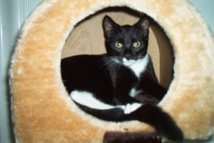 Huskat Duncan billede 8