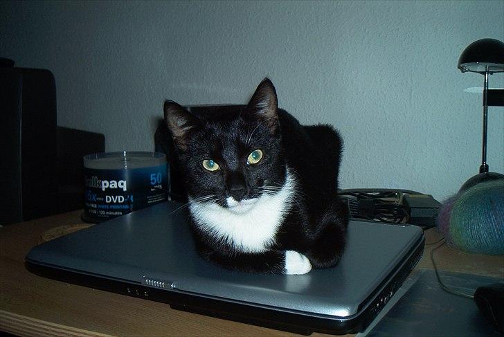 Huskat Duncan - Så skulle jeg ikke sidde mere ved computeren =) billede 9