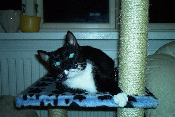 Huskat Duncan billede 10