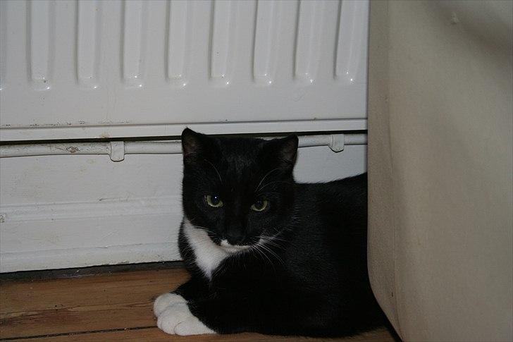 Huskat Duncan billede 11