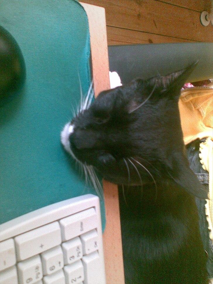 Huskat Duncan billede 12