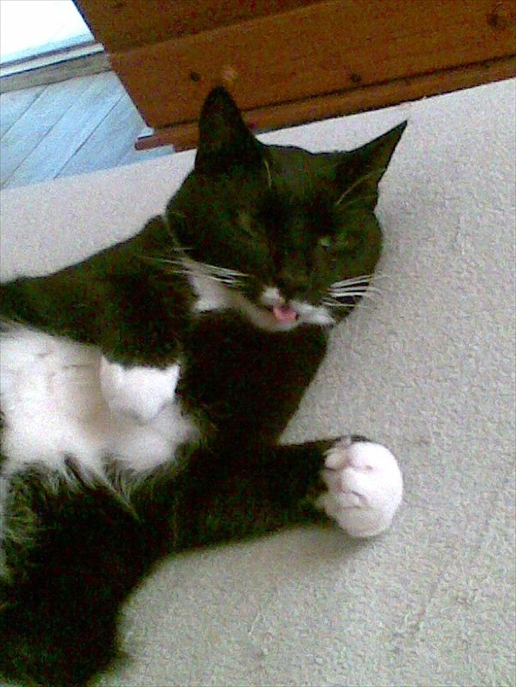 Huskat Duncan - man kan også bare række tunge af sin "mor" billede 13