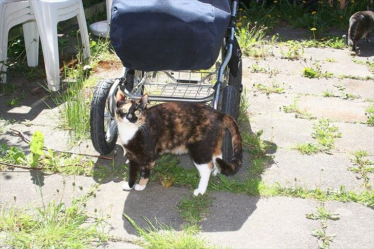 Huskat Duncan billede 14