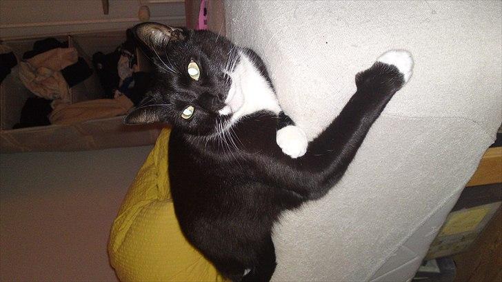 Huskat Duncan billede 15