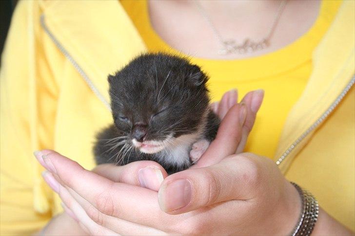 Huskat Duncan - Tænk han var så lille billede 18