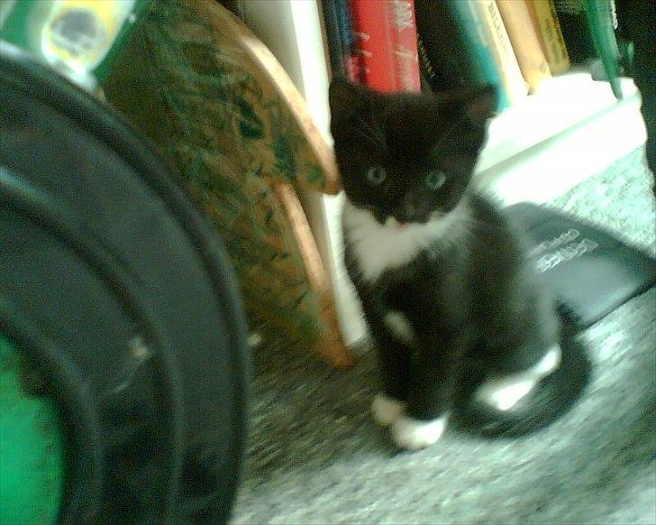 Huskat Duncan billede 19