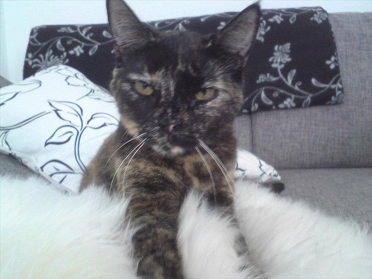 Huskat Misha billede 1