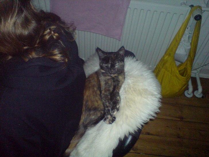 Huskat Misha billede 2