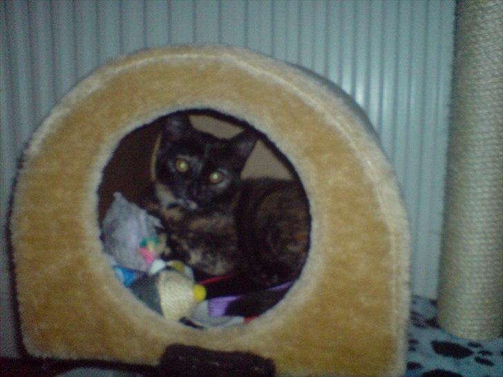 Huskat Misha billede 3