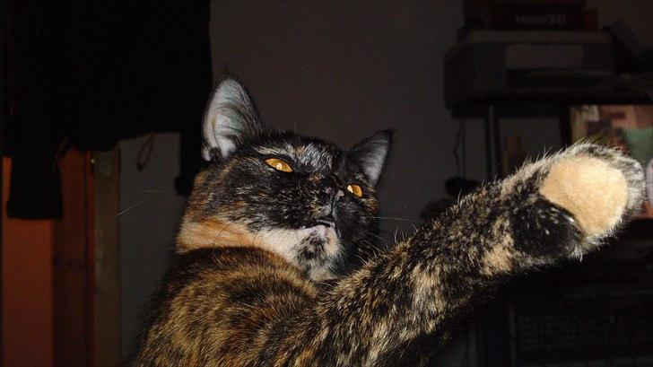 Huskat Misha billede 4