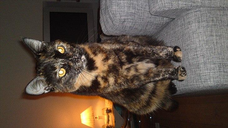 Huskat Misha billede 5