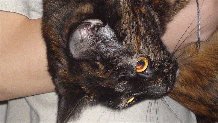 Huskat Misha billede 6