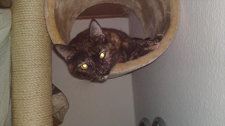 Huskat Misha billede 7