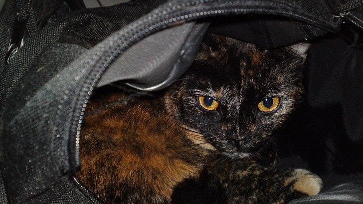 Huskat Misha billede 8