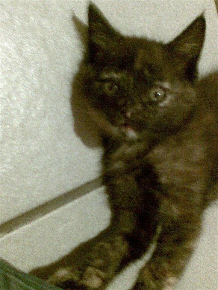 Huskat Misha billede 9