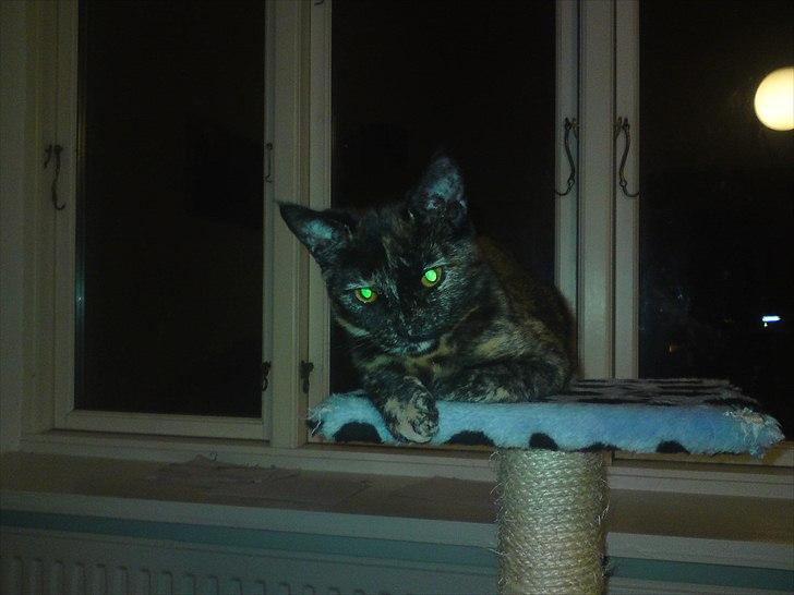 Huskat Misha billede 10