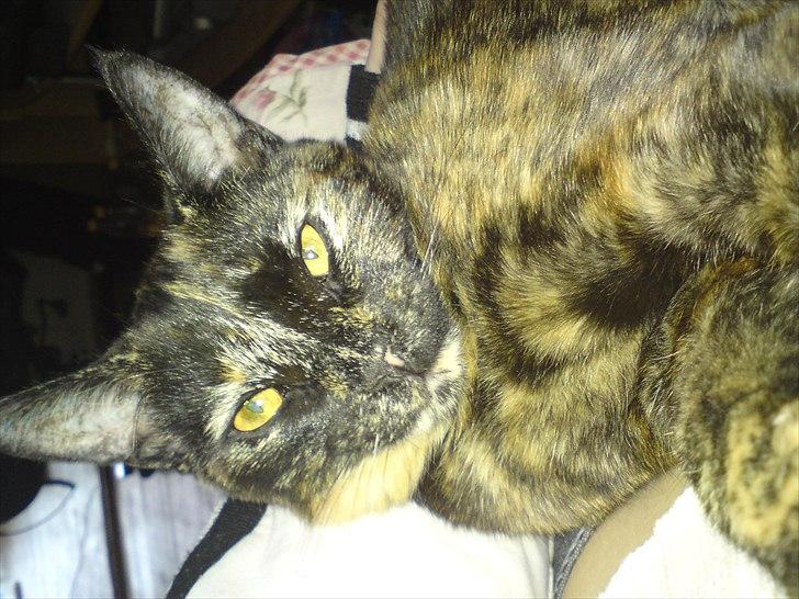 Huskat Misha billede 11