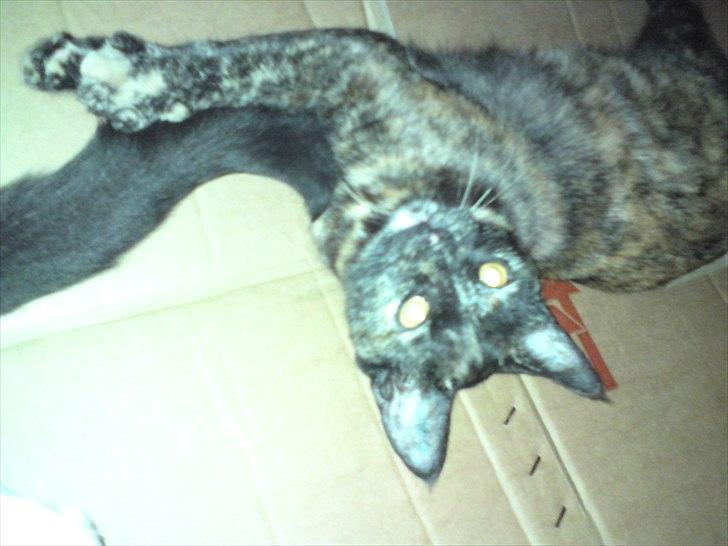 Huskat Misha billede 12