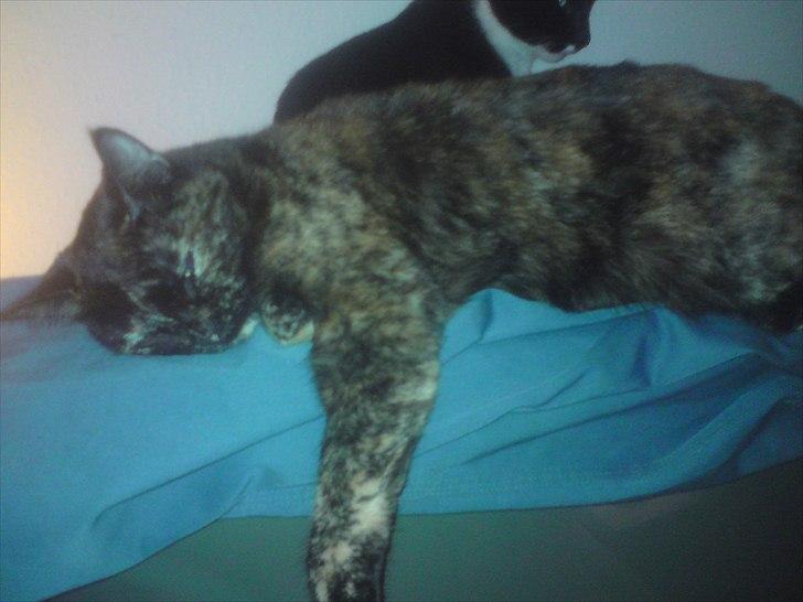 Huskat Misha billede 13