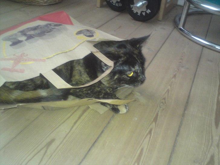 Huskat Misha billede 14