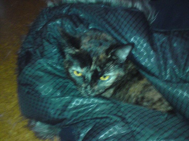 Huskat Misha billede 15