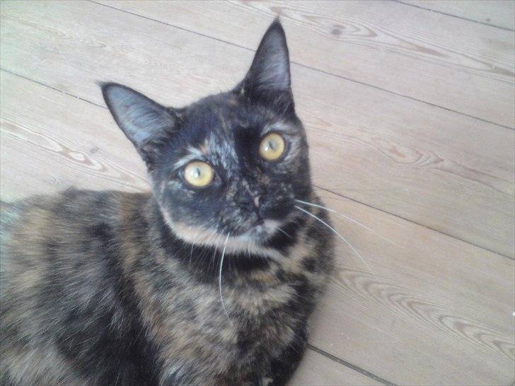 Huskat Misha billede 16