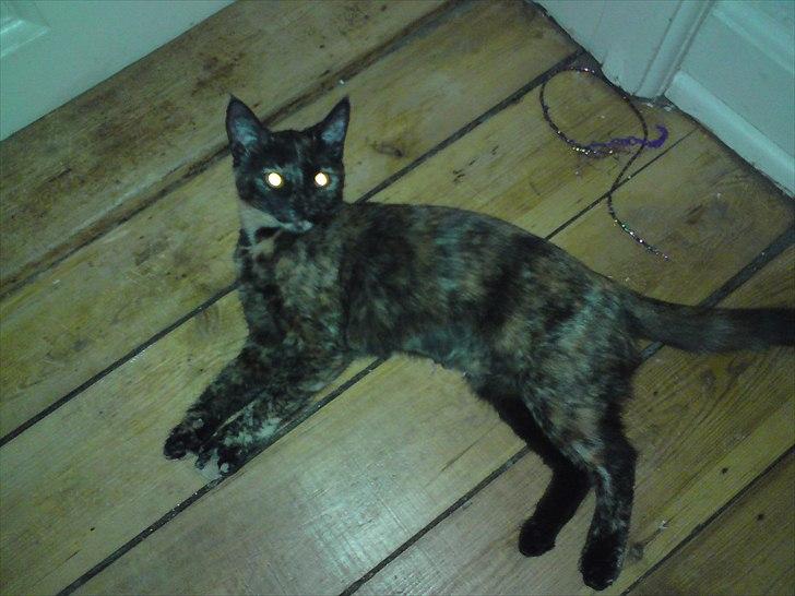 Huskat Misha billede 17