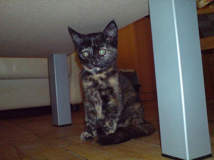 Huskat Misha billede 18